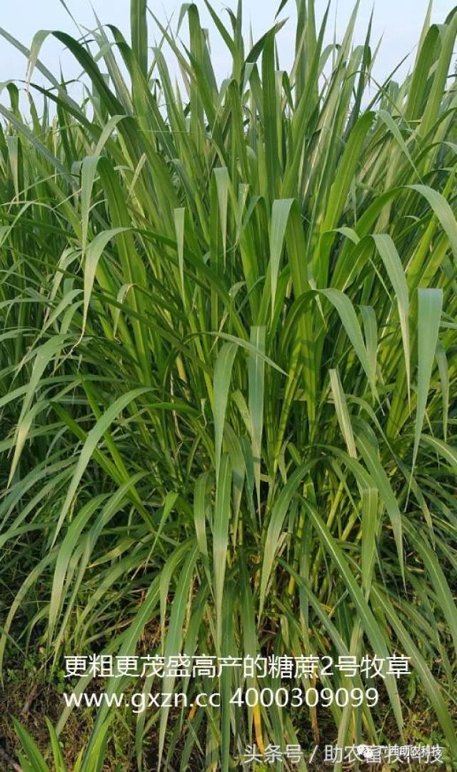 禾本科牧草,豆科牧草,常见的禾本科牧草(第4页)_大山谷图库