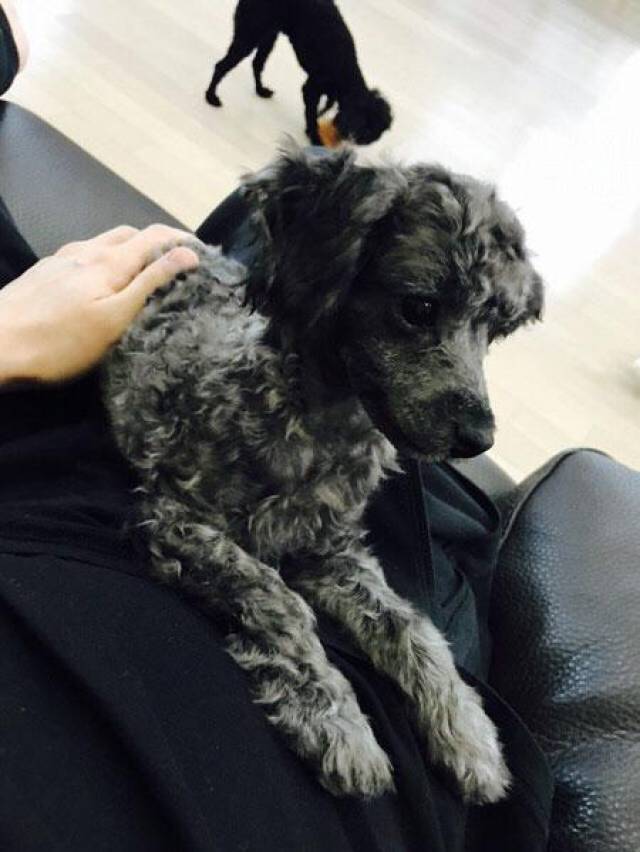 Exo成员d O爱犬 墨水 和 胡椒 照片公开 手机搜狐网