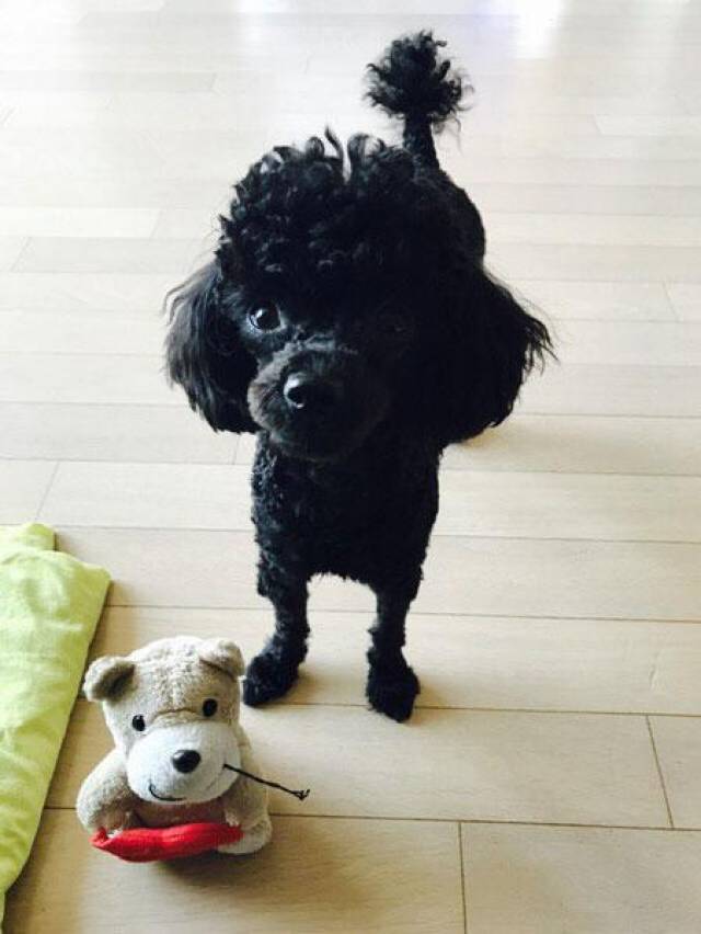 Exo成员d O爱犬 墨水 和 胡椒 照片公开 手机搜狐网