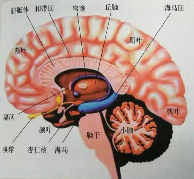 脑的结构与功能分布图图片