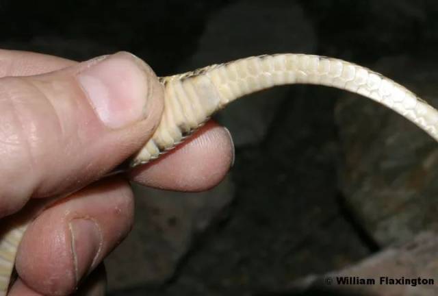 蛇是一条脖子顶个头,还是一条尾巴顶个头? | 睡前科学故事