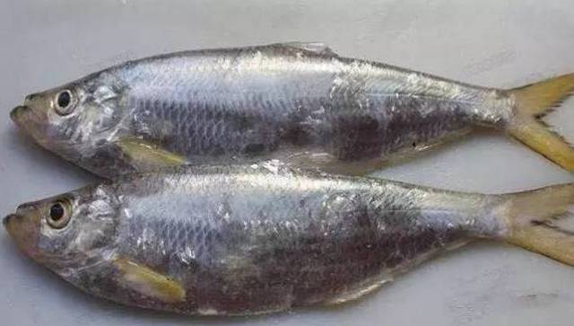 日照本地海鱼大盘点, 你认识几种?
