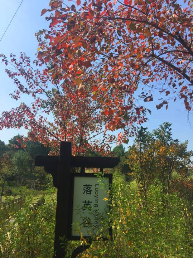 【园区美景】落英谷内无飞花