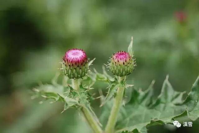 67不時不食這味草藥有個怪名字叫雞腳刺根很少有人還能吃到它了