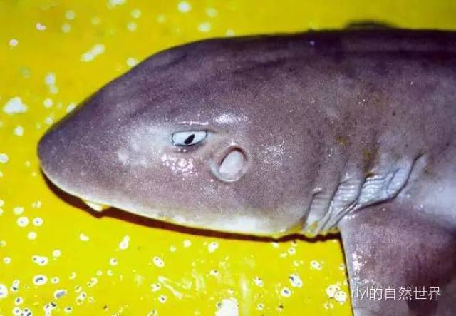 【rlyl物种说】今日--科氏异须鲨(bluegrey carpetshark)