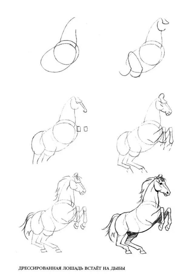 基础| 50个马画法