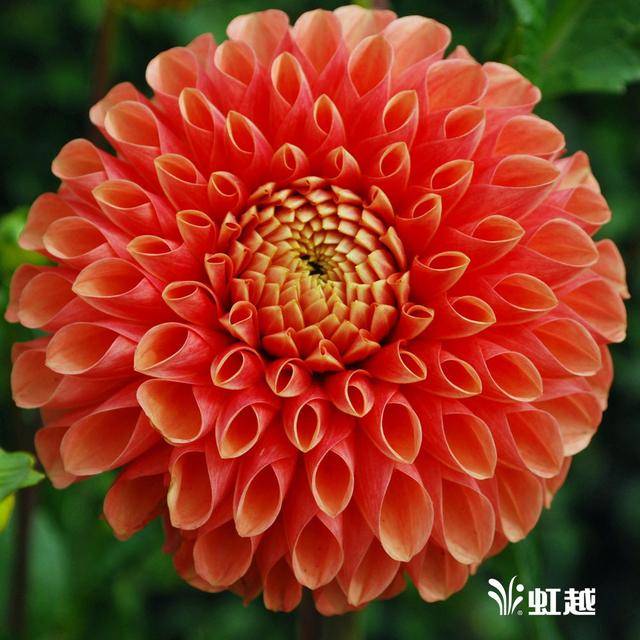 大丽花"琳达"—球形花型