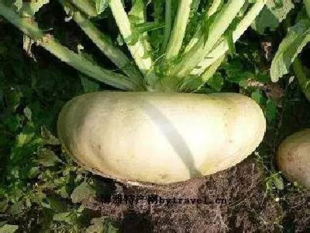 你知道它究竟叫什么吗?