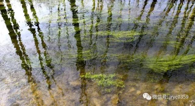 同出一個泉眼的山泉水經過小何流過