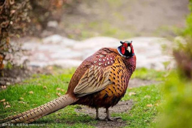 雉 野鸡 pheasant