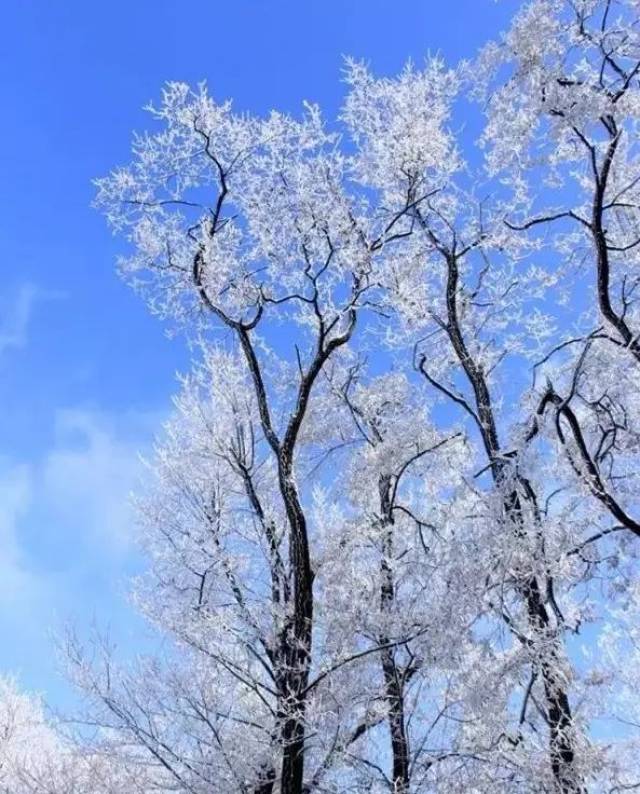 下雪了,今天早上淄博好多地方下雪了!好美,快來看