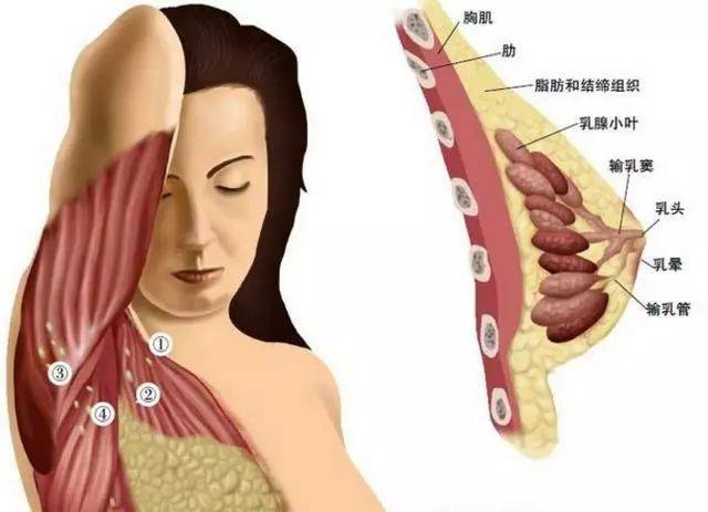 乳腺炎是哪个位置疼图片