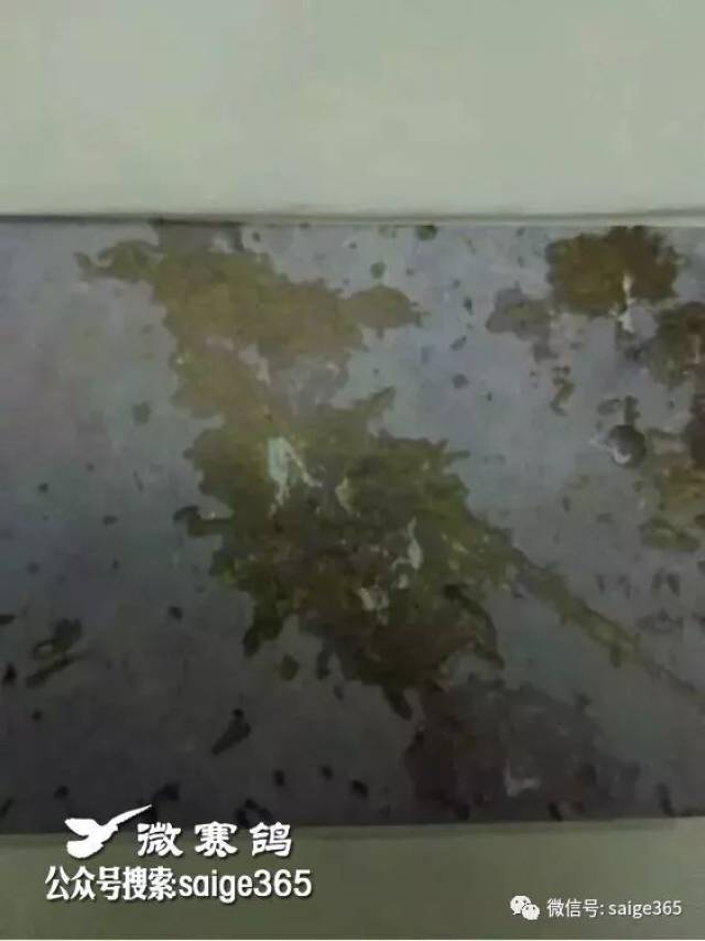 【经验】早晨看粪便,最全的鸽粪图片大全,看粪识鸽病,有图有注解有