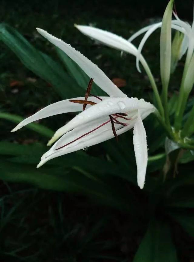 科属:鸢尾科鸢尾属 多年生草本 别称:蓝蝴蝶,紫蝴蝶,扁竹花等 特征:大