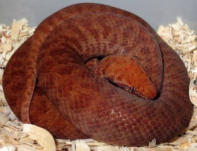 【附录ii·珀兹星蟒】体长只有50厘米,你还好意思叫大蟒蛇?