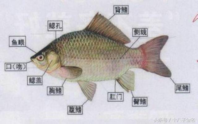 鱼的各部位名称及图片图片