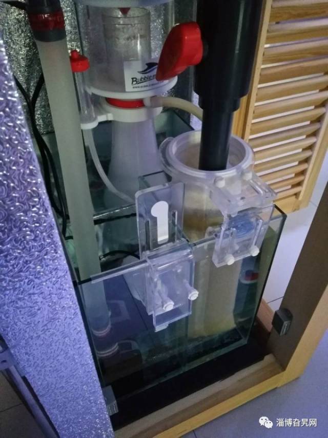 【旮友转让】40超白背包底滤鱼缸 大沉木黄金眼镜蛇