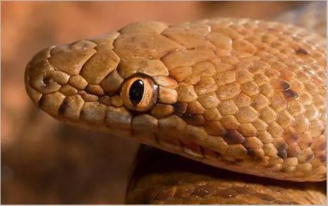 【附录ii·珀兹星蟒】体长只有50厘米,你还好意思叫大蟒蛇?