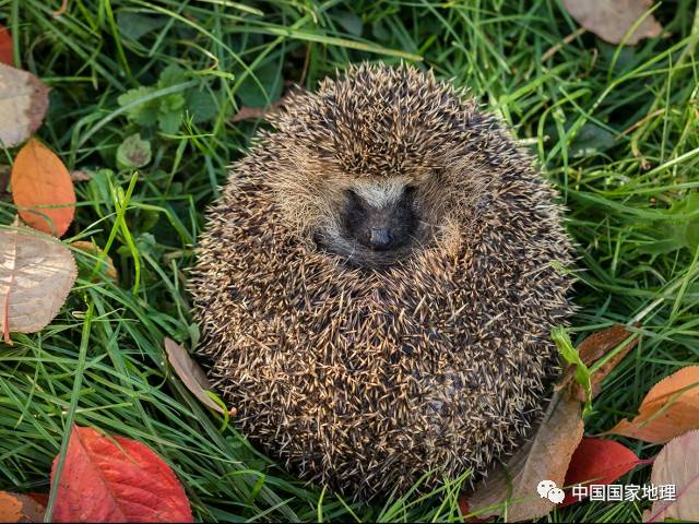 每当冬季来临 很多 动物都疲于应对 无脊椎的蜗牛闭关自守 两栖爬行类