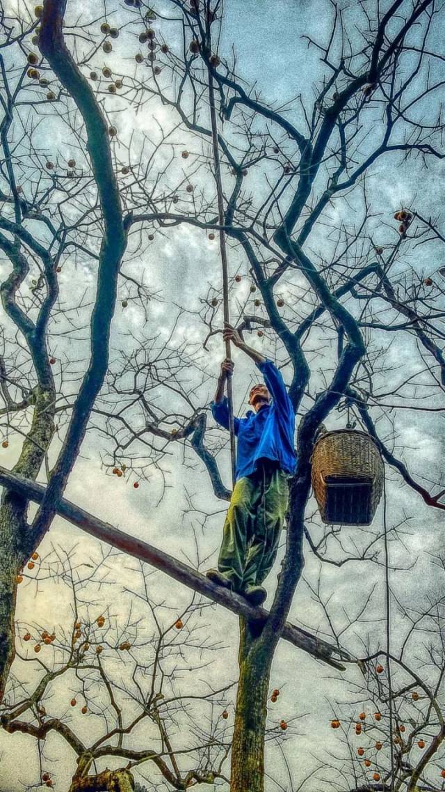 3招10式,让你的朋友圈一"枝"独秀!_手机搜狐网