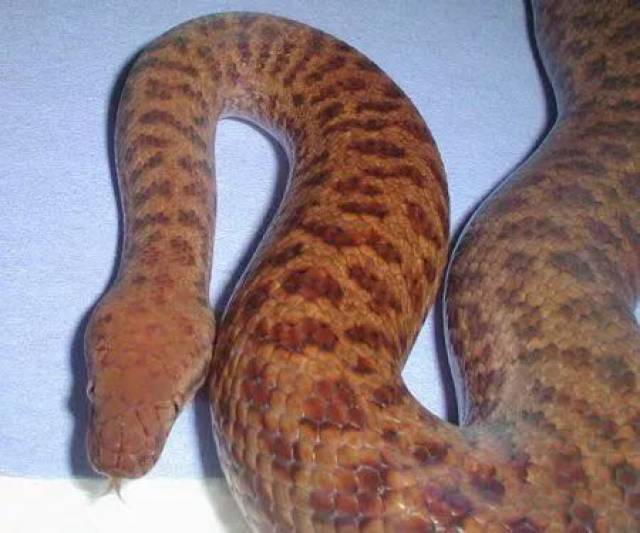 【附录ii·珀兹星蟒】体长只有50厘米,你还好意思叫大蟒蛇?