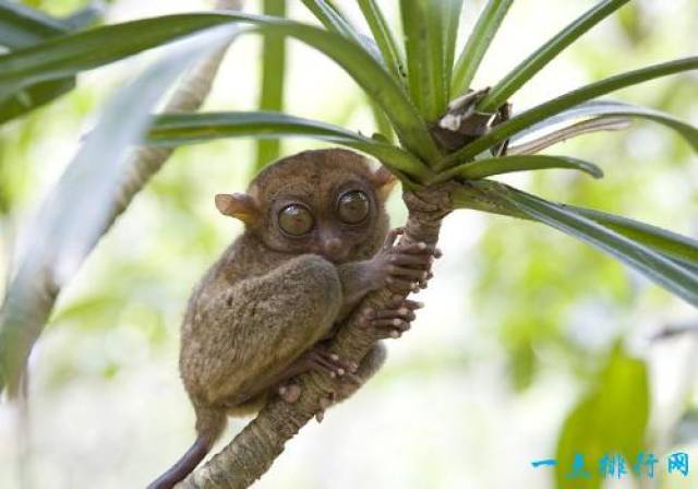 世界十大最小动物 你还见过更小的吗?