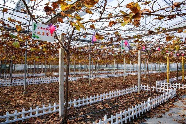 施泉葡萄园内的联动大棚