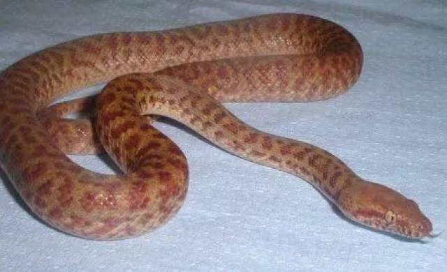 【附录ii·珀兹星蟒】体长只有50厘米,你还好意思叫大蟒蛇?