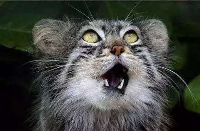 你丑的让我脸都变形了