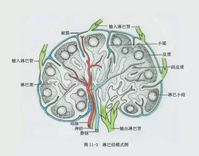 鸡鸭脖子上的淋巴结真的不能吃吗?(粤语)