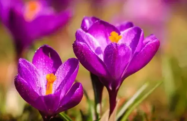 为什么迪拜这么多人代购藏红花,告诉你一个关