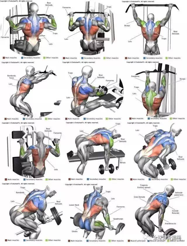 如何放松背部肌肉图解图片