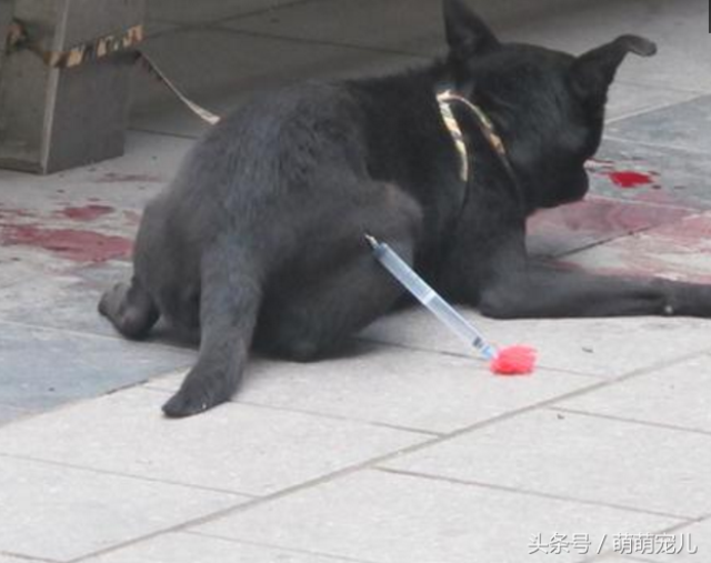 大黑狗在街边一直发抖吐血大家了解真相后感慨母爱高于天
