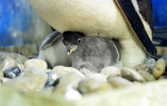 刚出生的企鹅宝宝略显疲惫与饥饿 误把饲养员的手当食物给啄了几口