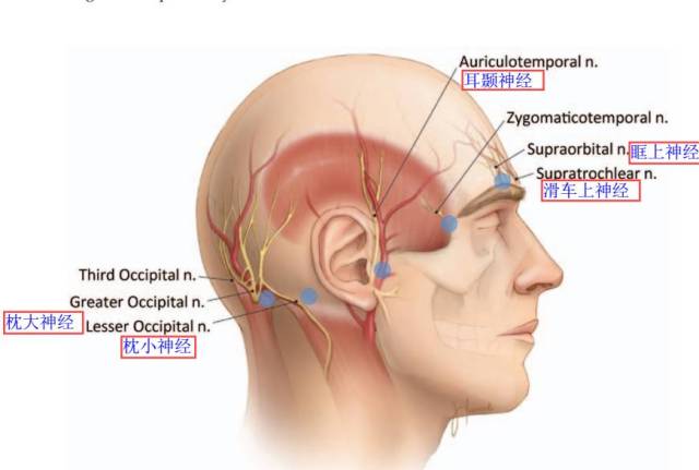 一般需要阻滞的头皮神经包括眶上神经,滑车上神经,耳颞神经,枕大神经