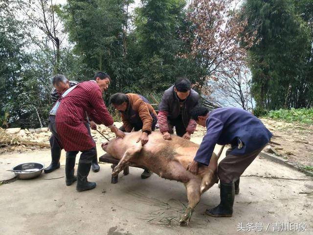 图/工具 农村的猪儿一般喂得比较大 不是一,二人可以按得住的 所以