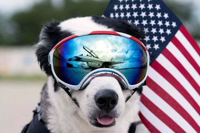 派珀(piper)——一只 边境牧羊犬