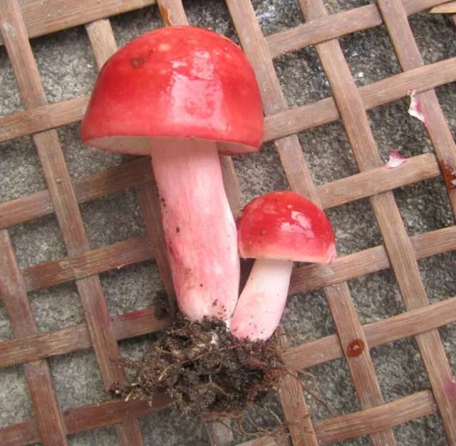 滋补养生丨你所不知道的"南方人参"—深山野生红菇!