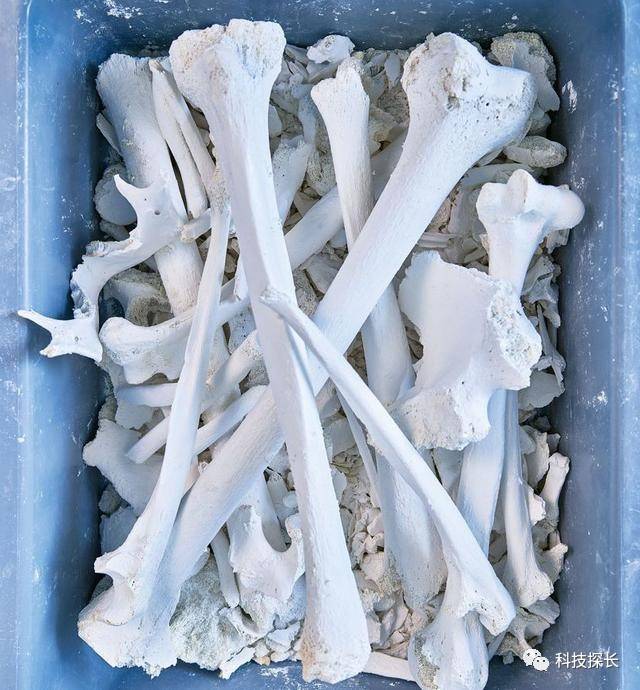 全球最神奇的化尸水1秒解决1个人过程有点吓人