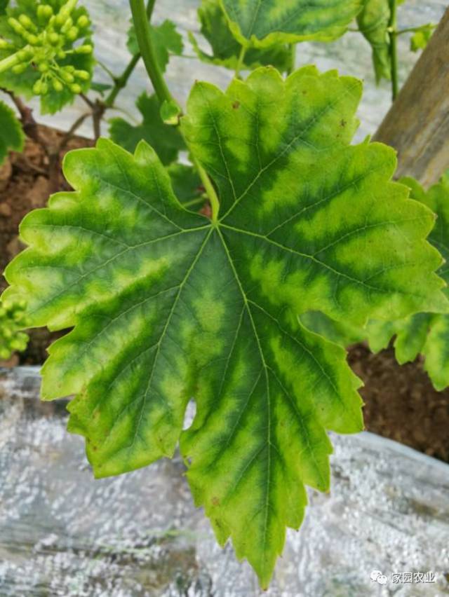 葡萄早期缺镁症状