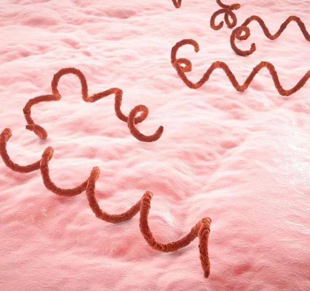 梅毒是一种由梅毒螺旋体(tp)引起的一种慢性传染病,主要经过性传播或