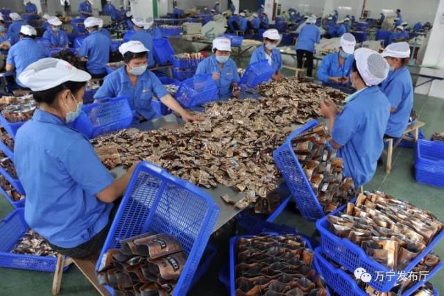 走进中国槟榔产业：市场风云与健康争议
