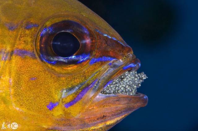 在菲律宾米沙鄢海中,父母的角色在这里仿佛发生了互相变换(图片来自