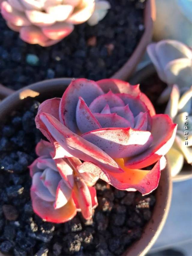 黄金表丽娜缀化