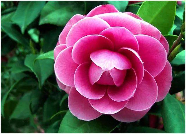 十大名花 搜狐网