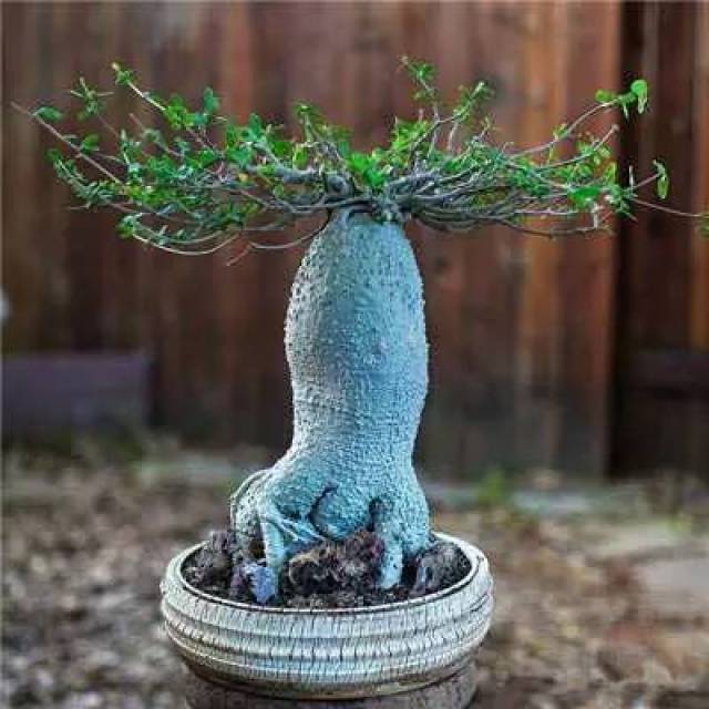fockea edulis:火星人,萝藦科火星人属.