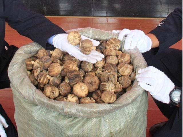 当时腾冲海关缉私分局破获了一起走私毒品案,查获走私罂粟壳1