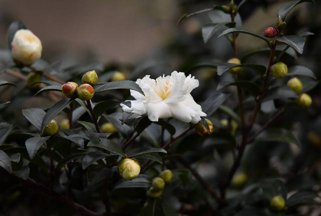 茶梅——葉似茶,花如梅