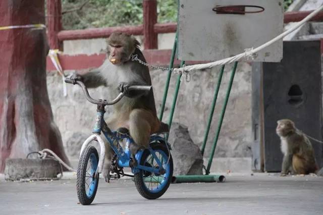 许多猕猴在残忍严酷的跳舞,弹吉他或者骑自行车等训练中死去
