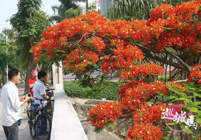 门前种凤凰树风水好吗,门前种凤凰树风水寓意,家里种凤凰树好吗_大山谷图库
